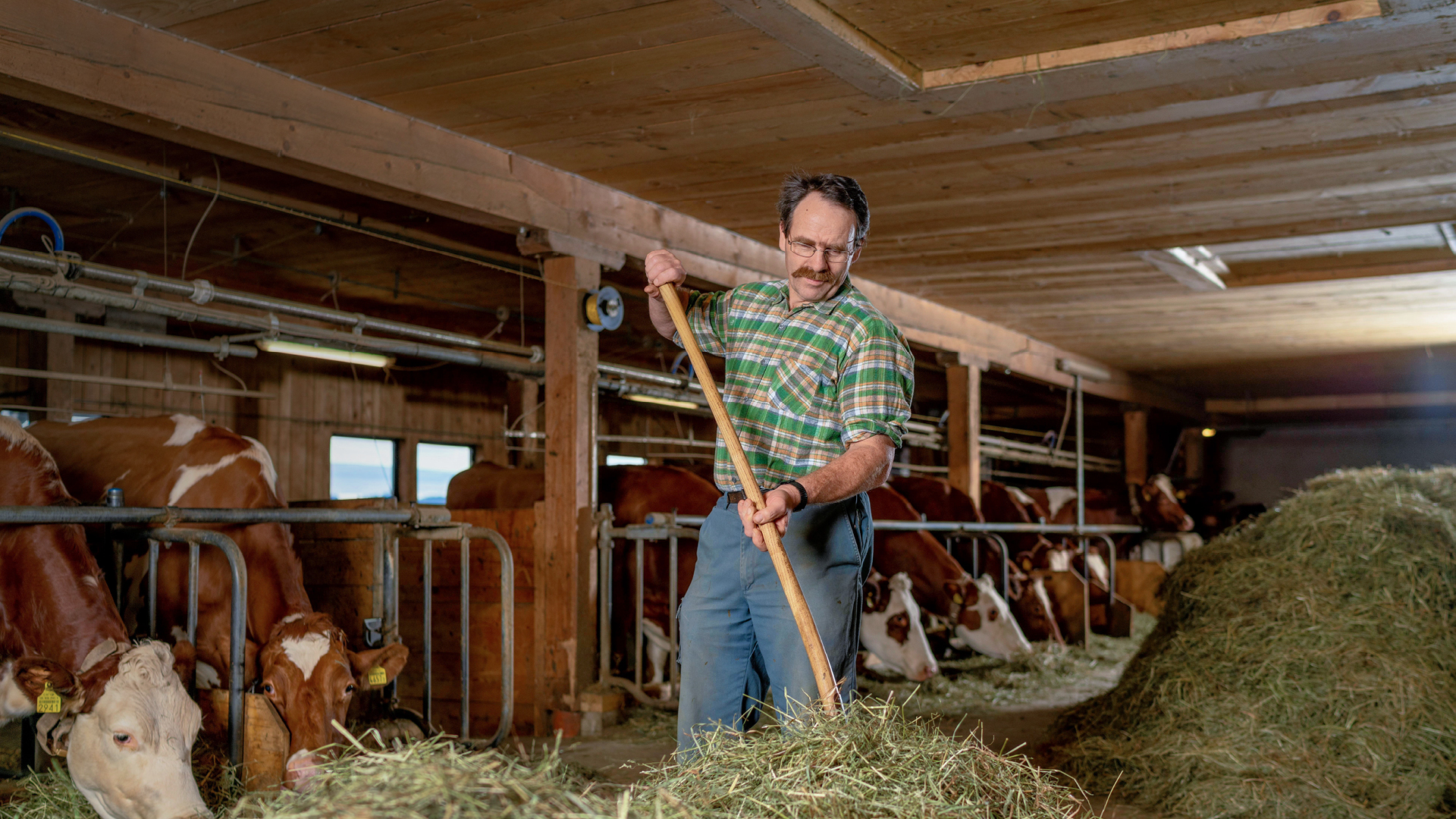 Particolare di coltura agricola sana