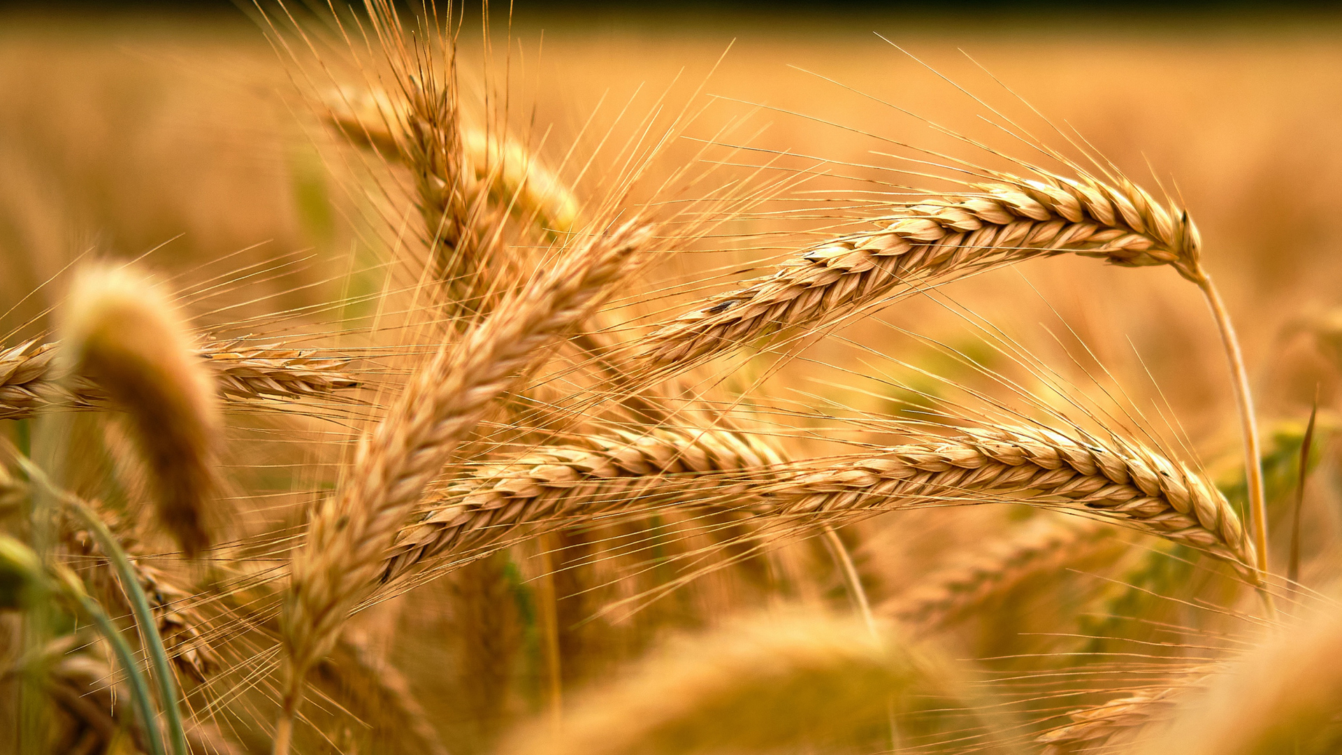 Terreno agricolo coltivato con cura
